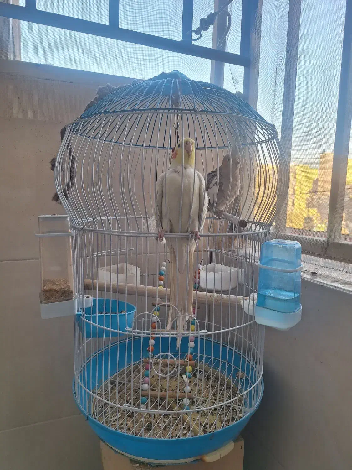 عروس هلندی نروماده|پرنده|پاکدشت, پاکدشت (مامازند)|دیوار