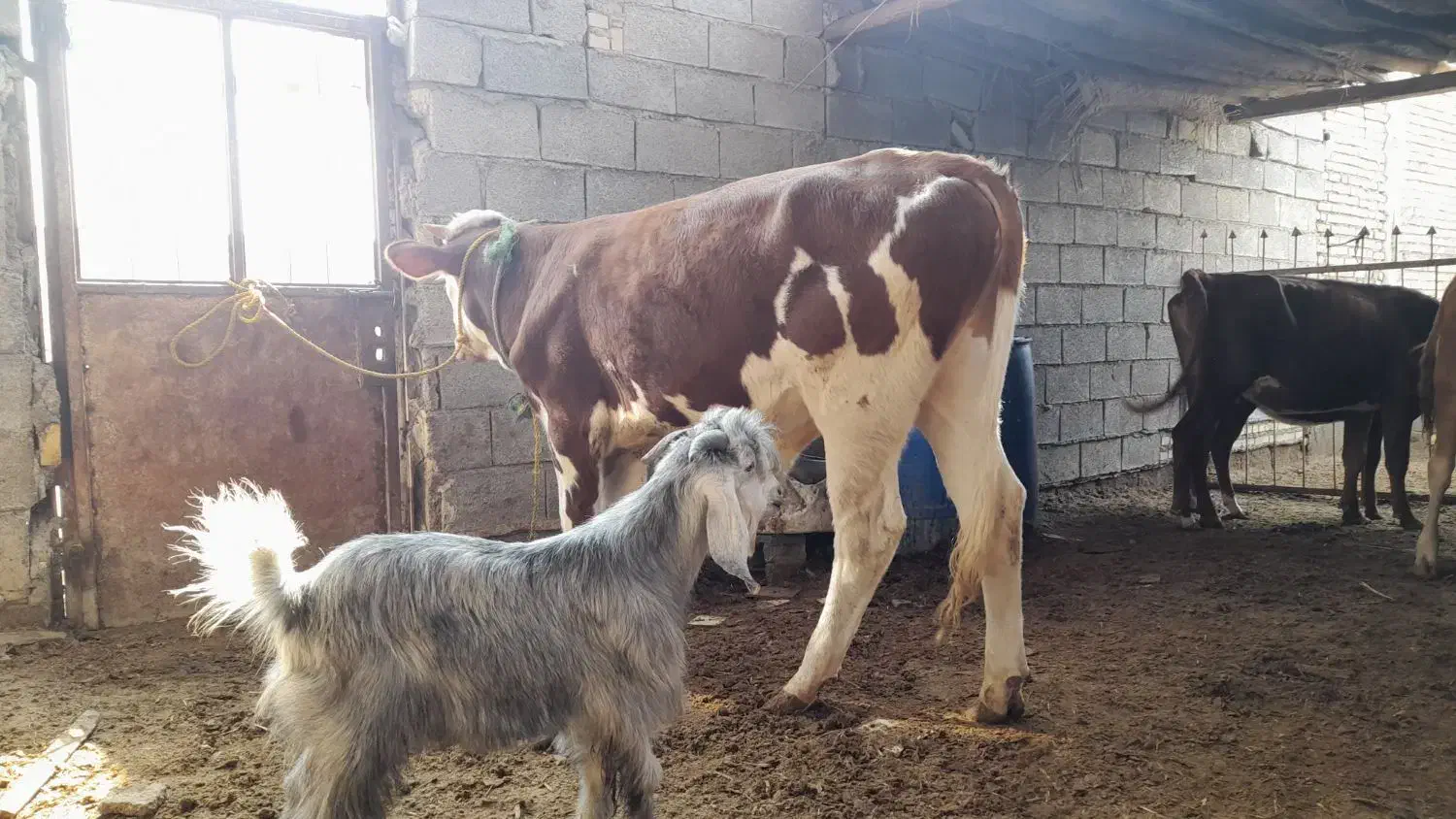 گوساله نر المانی|حیوانات مزرعه|شادگان, |دیوار