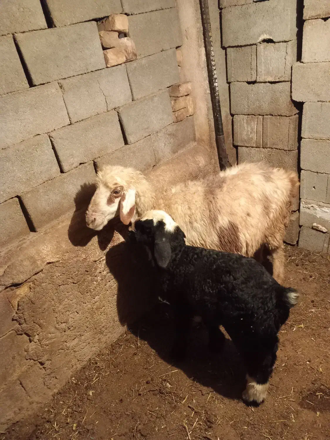 میش|حیوانات مزرعه|جره و بالاده, |دیوار