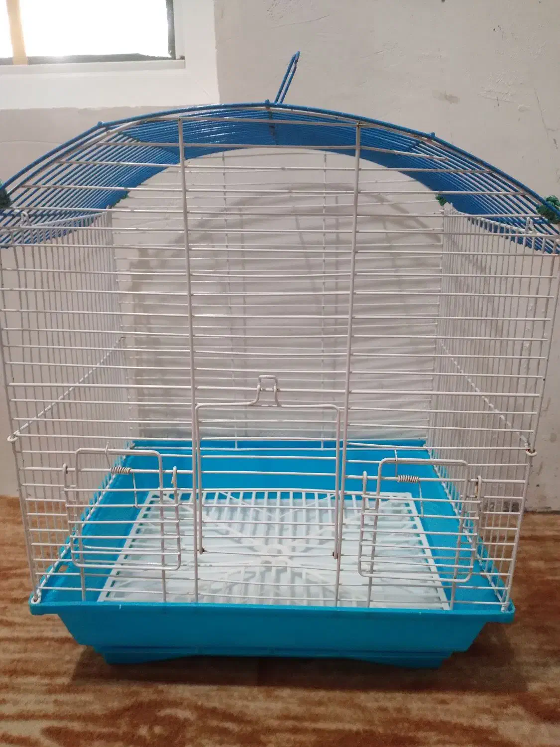 طوطی عروس ۳ ماهه|پرنده|آستانه اشرفیه, |دیوار