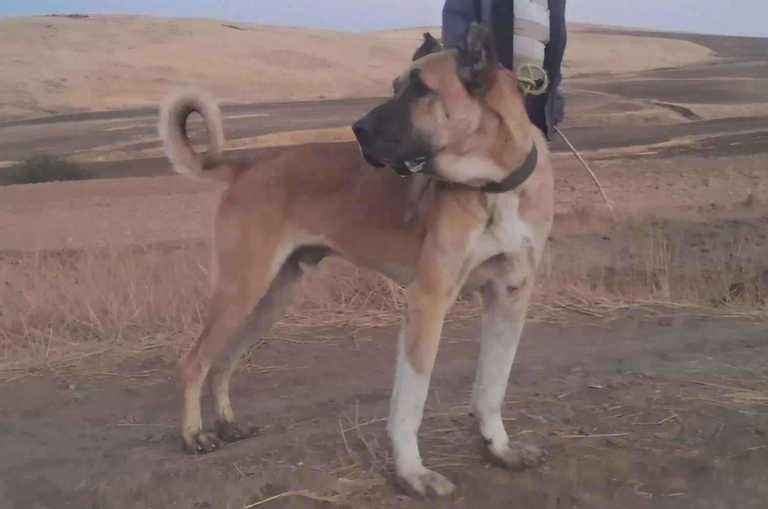 واگذاری سگ سرابی همه چیز به ضمانت ۱۸ماهه|سگ|جوادآباد, |دیوار