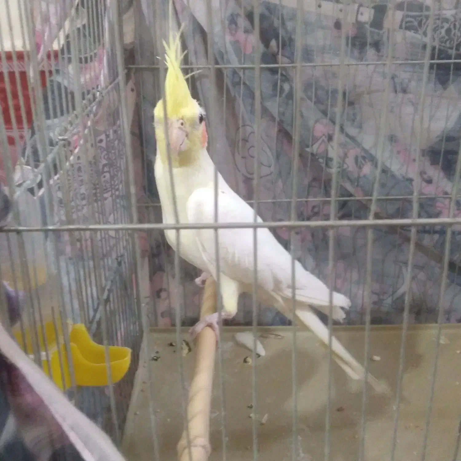 عروس هلندی|پرنده|سبزوار, قلعه‌نو دهزار|دیوار