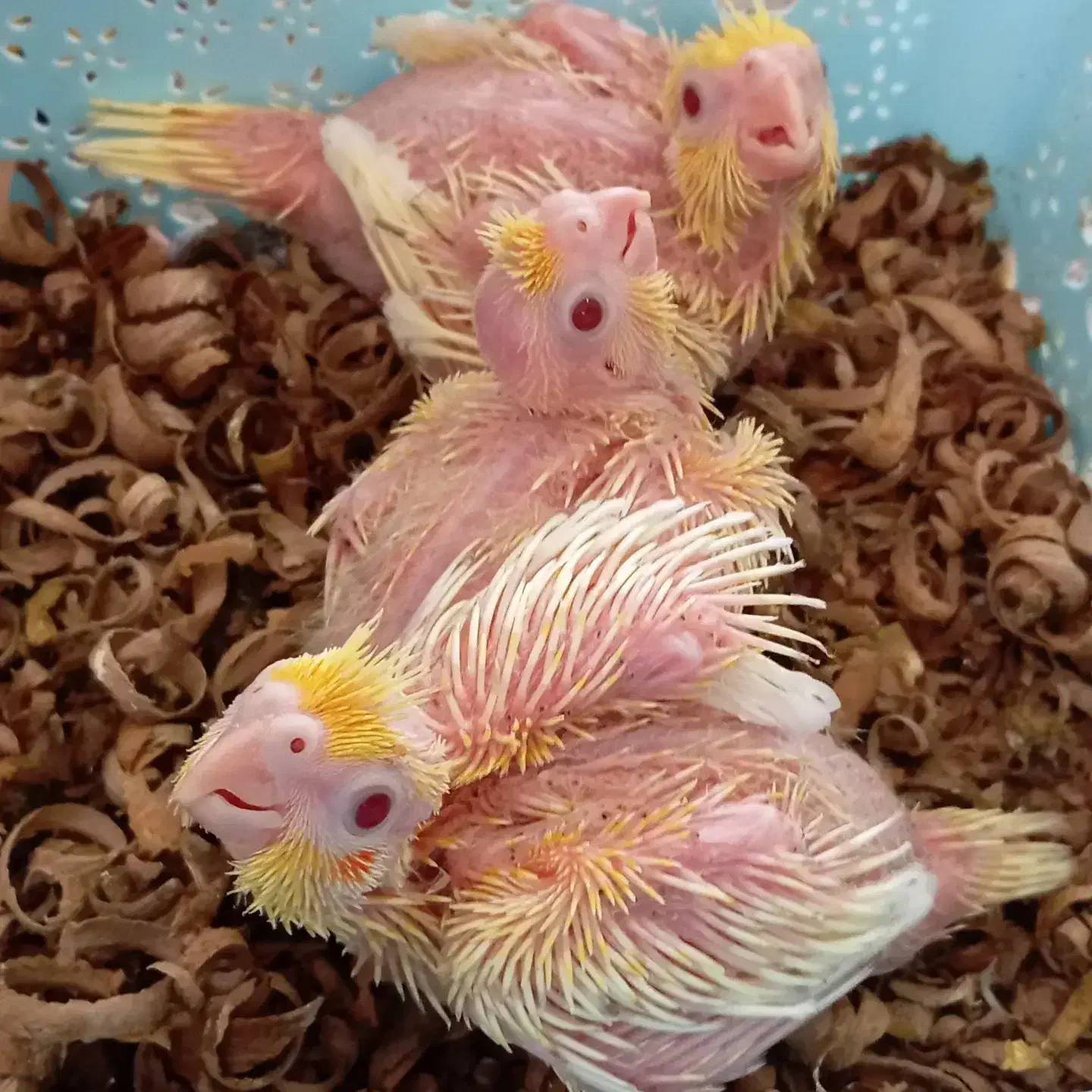 جوجه عروس سرلاکی|پرنده|گرگان, |دیوار