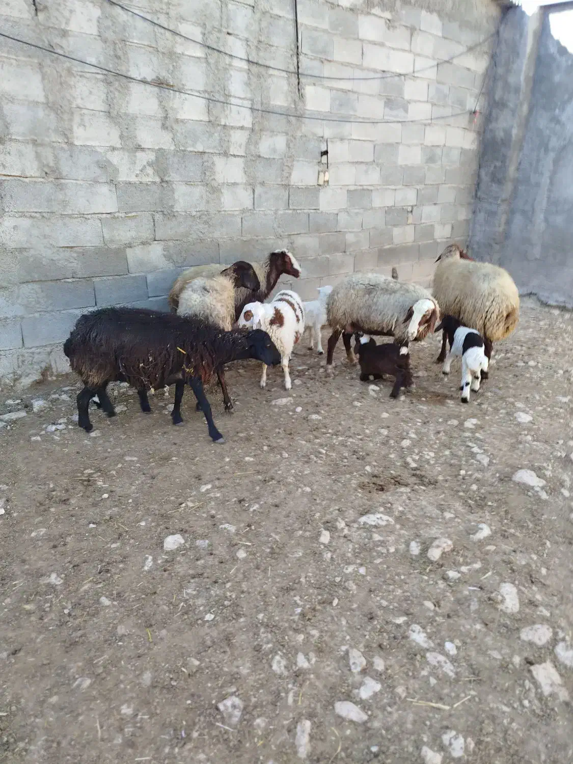 گوسفند بابره|حیوانات مزرعه|سرپل ذهاب, |دیوار