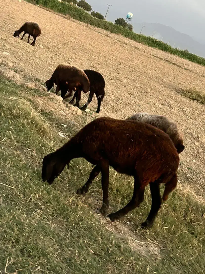 گوسفند و بره|حیوانات مزرعه|سرخنکلاته, |دیوار