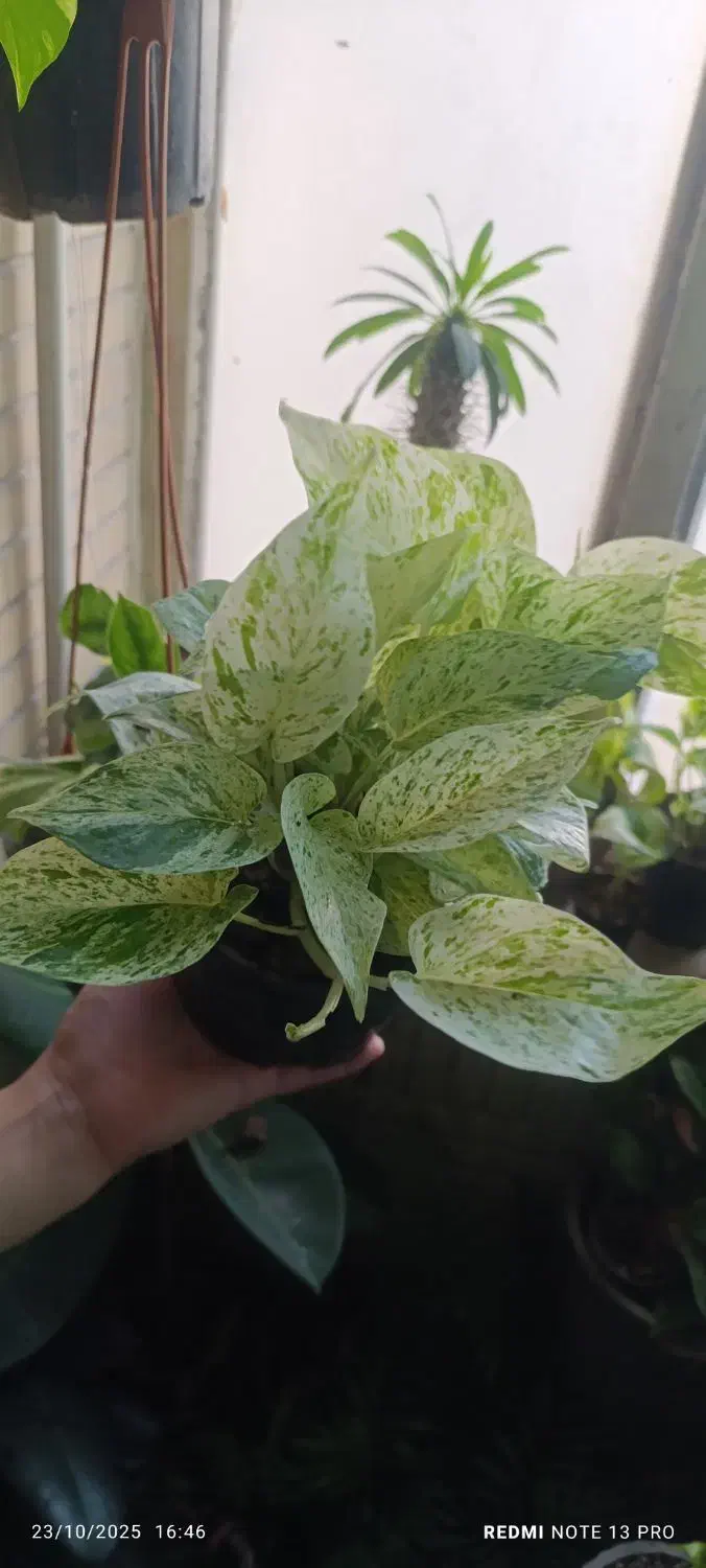 فیلندرون|گل و گیاه طبیعی|اهواز, فاز ۱ پادادشهر|دیوار