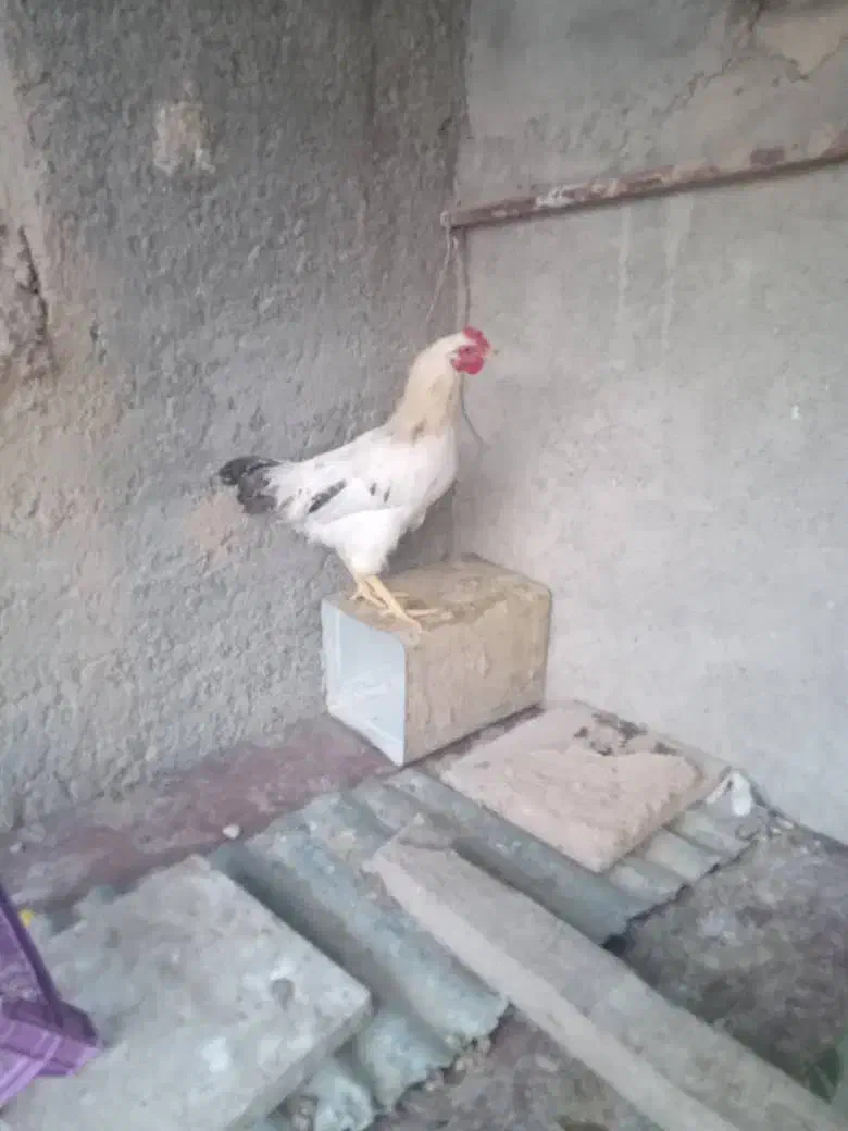 با سلام یک عددخروس محلی ۵ ماهه|حیوانات مزرعه|طسوج, |دیوار