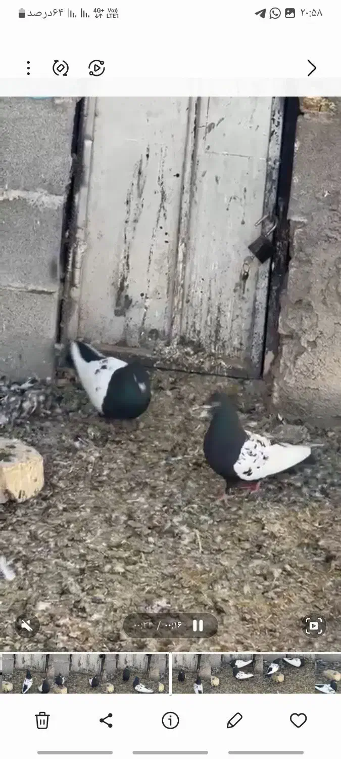 کفتر|پرنده|کوار, |دیوار