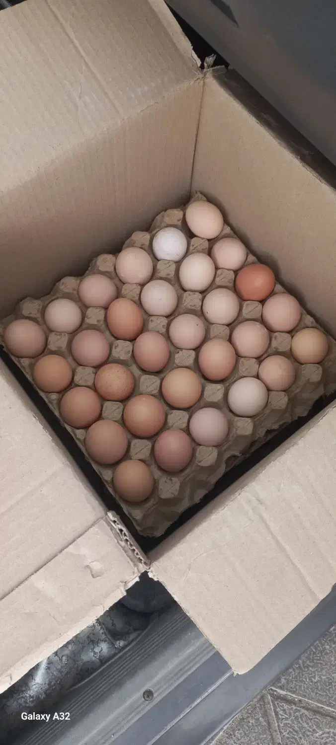 تخم مرغ محلی گلپایگان|خوردنی و آشامیدنی|مشهد, حجاب (شهرک غرب)|دیوار