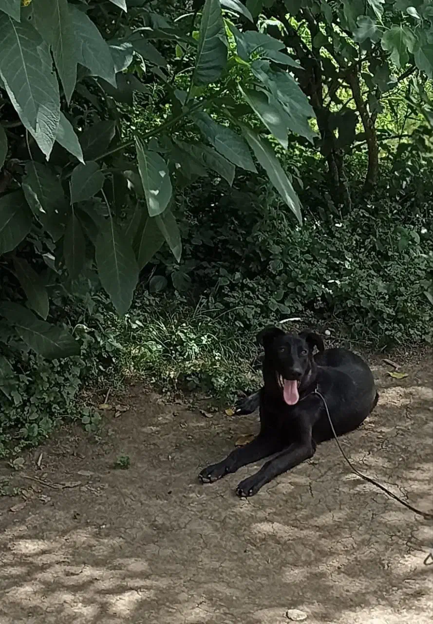 ژرمن بلک|سگ|ماسال, |دیوار