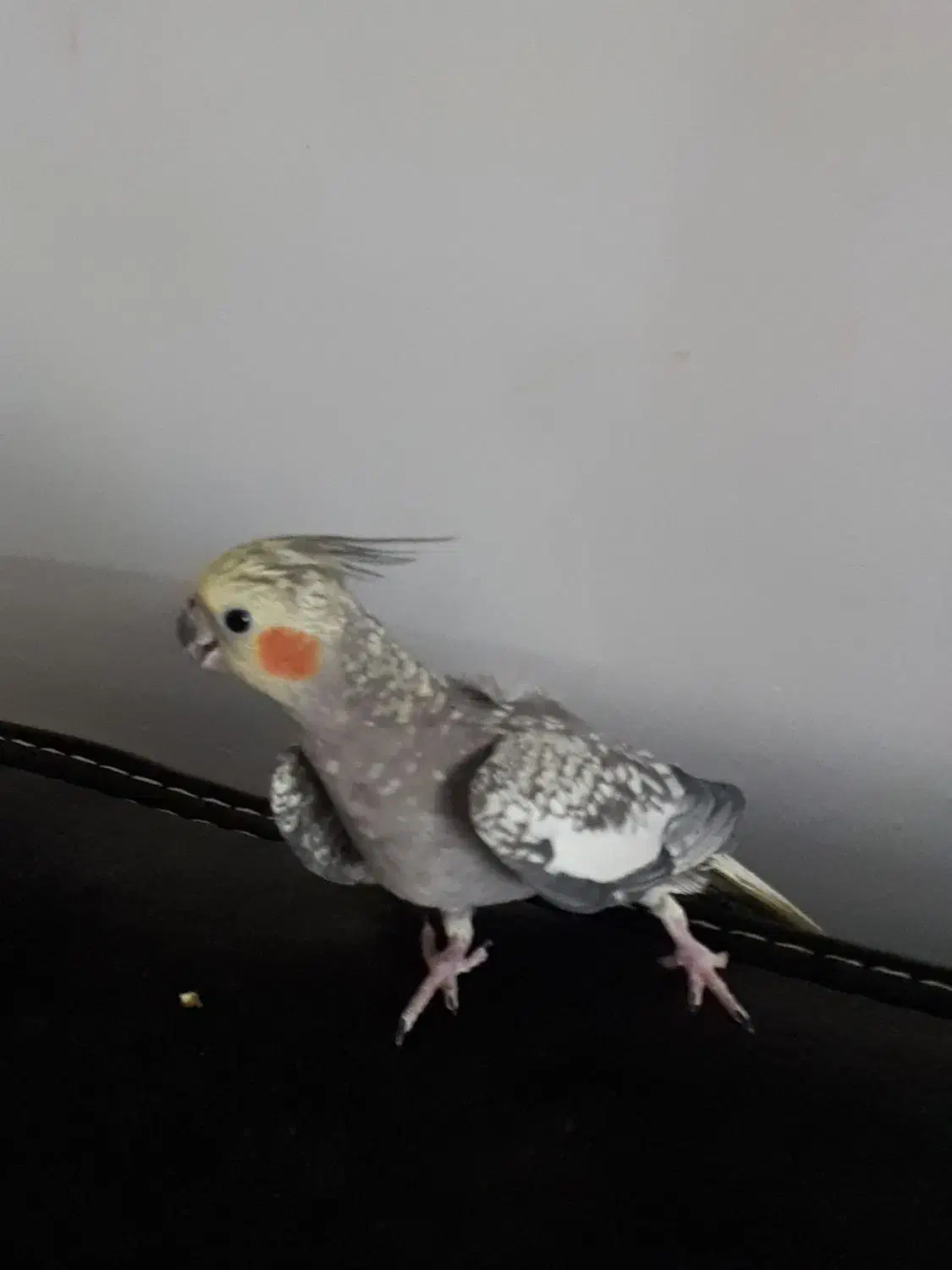 عروس هلندی ماده یک ساله|پرنده|سیاهکل, |دیوار