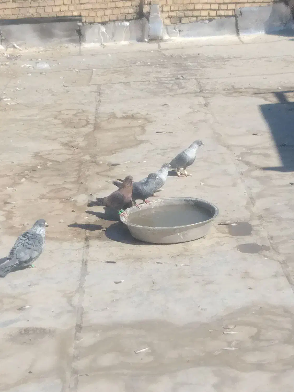 کفترافغانی|پرنده|بندر ماهشهر, |دیوار