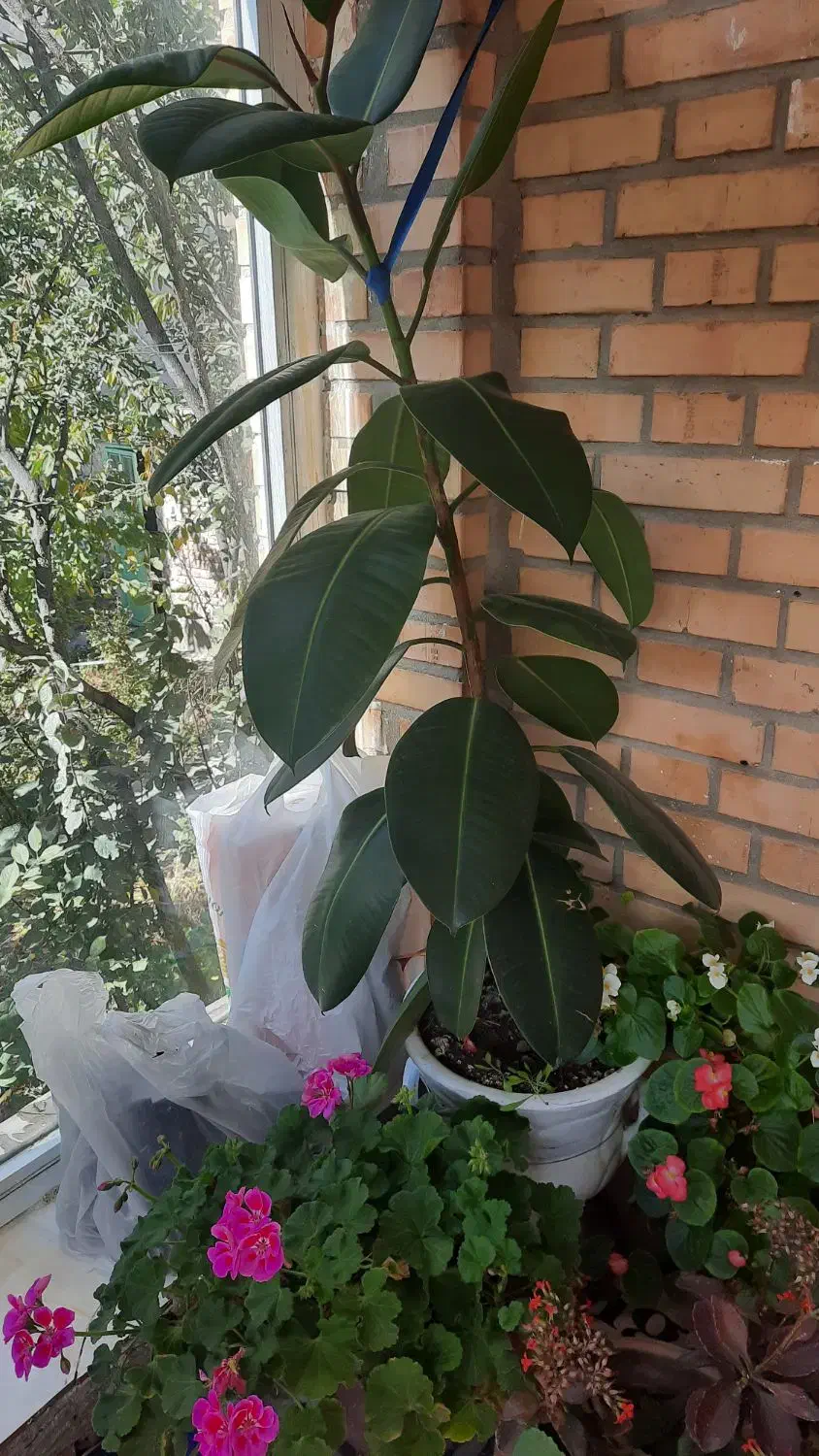 گلدان طبیعی|گل و گیاه طبیعی|نمین, |دیوار