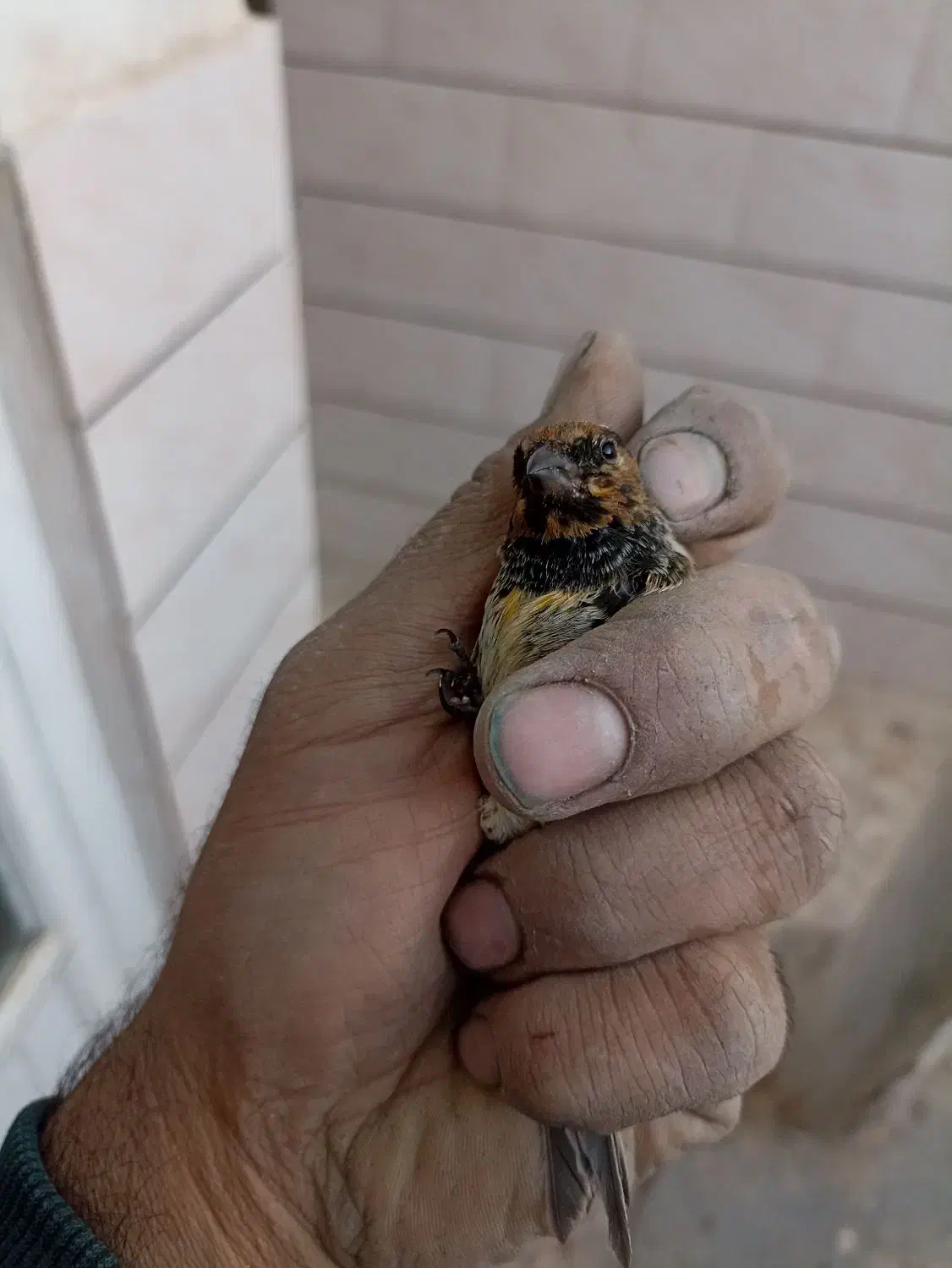 سهره گلبسر قناری|پرنده|خمینی‌شهر, |دیوار