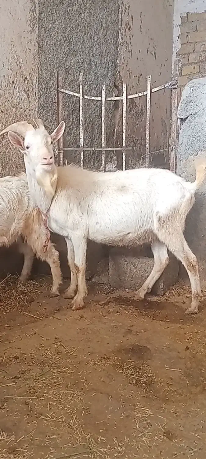 بز سانن پلاک فرانسه|حیوانات مزرعه|بیستون, |دیوار