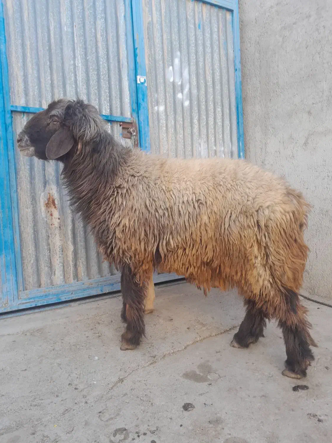 کوهه قوچ بزری بشرت میش رون|حیوانات مزرعه|جهرم, |دیوار