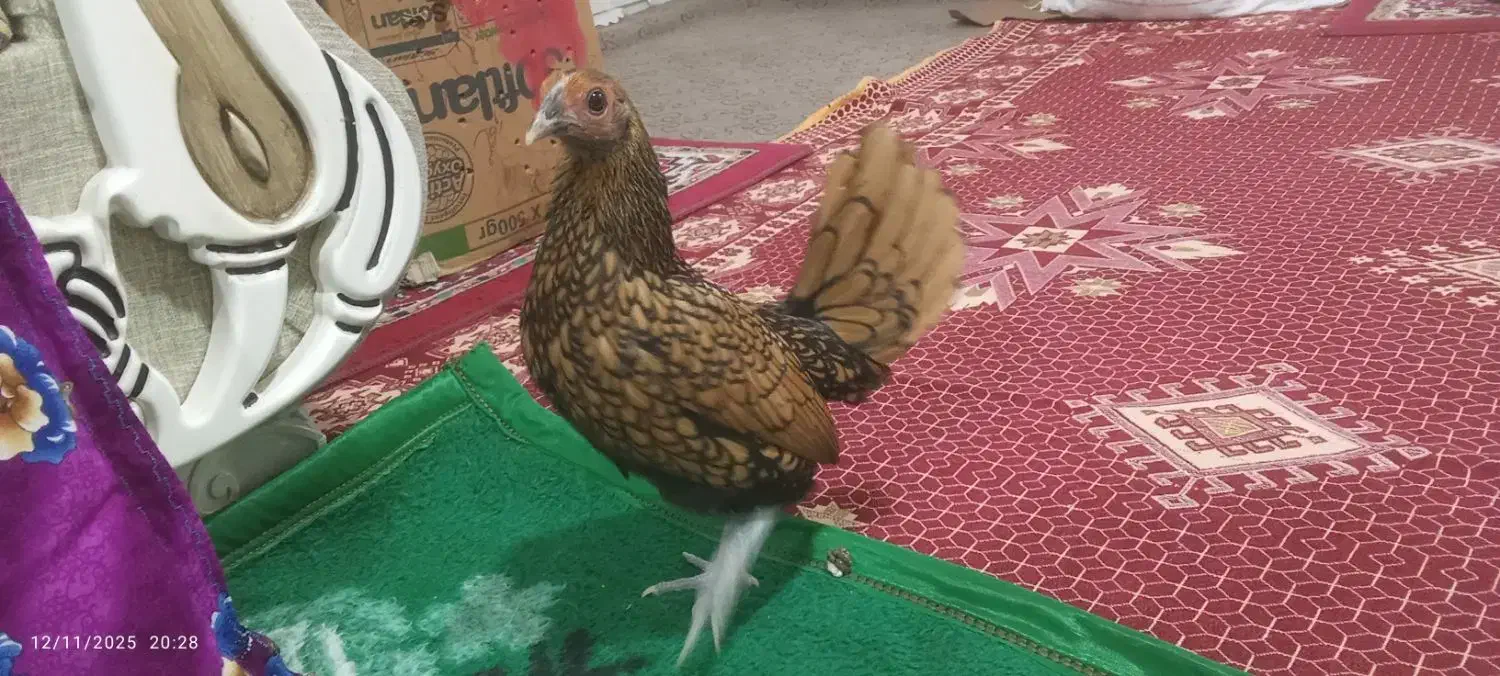 4جفت مرغ هلندی|پرنده|میاندوآب, |دیوار