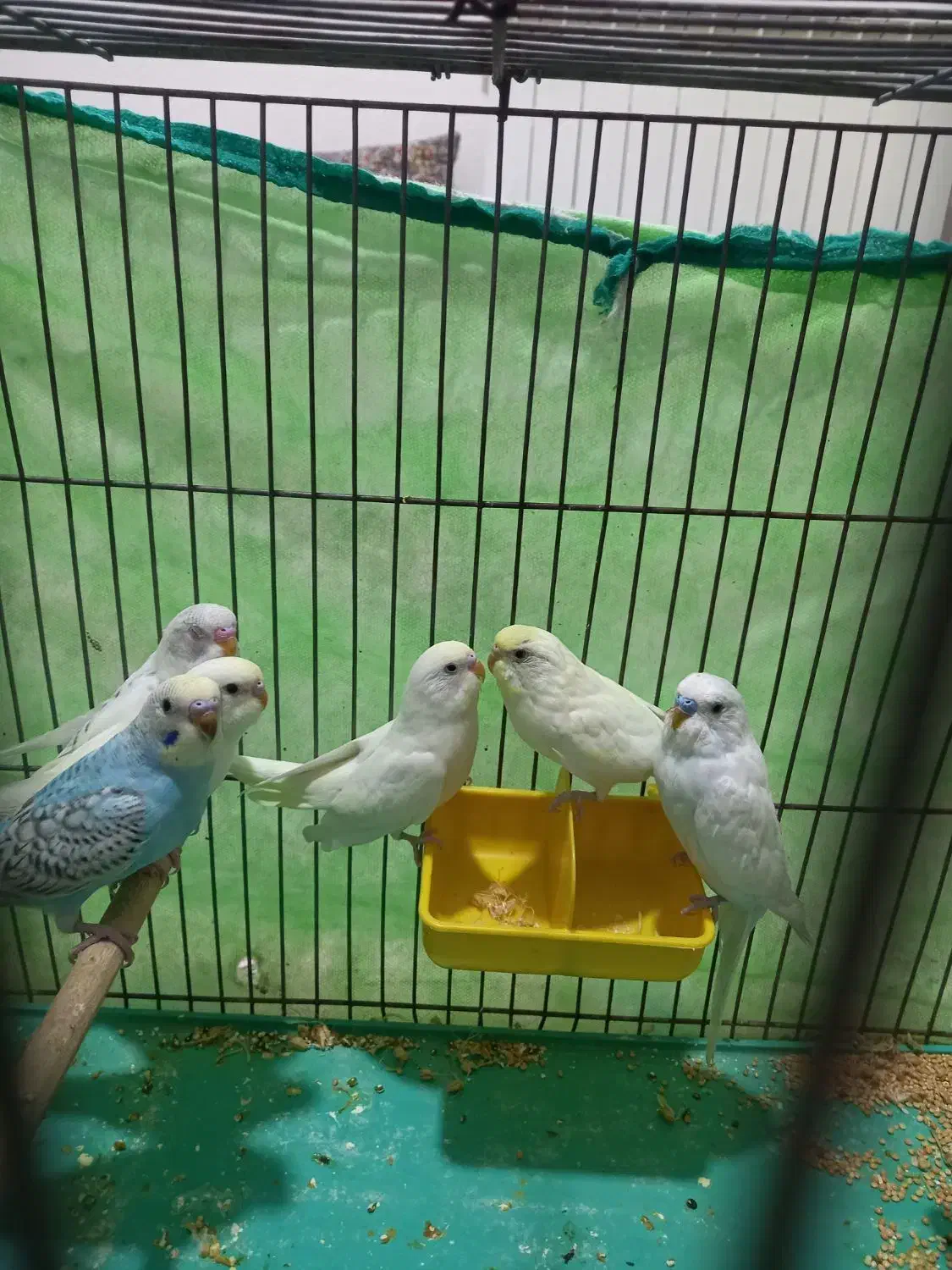 مرغ عشق زیباوخاص|پرنده|شاهین‌شهر, شهرک ردانی پور|دیوار