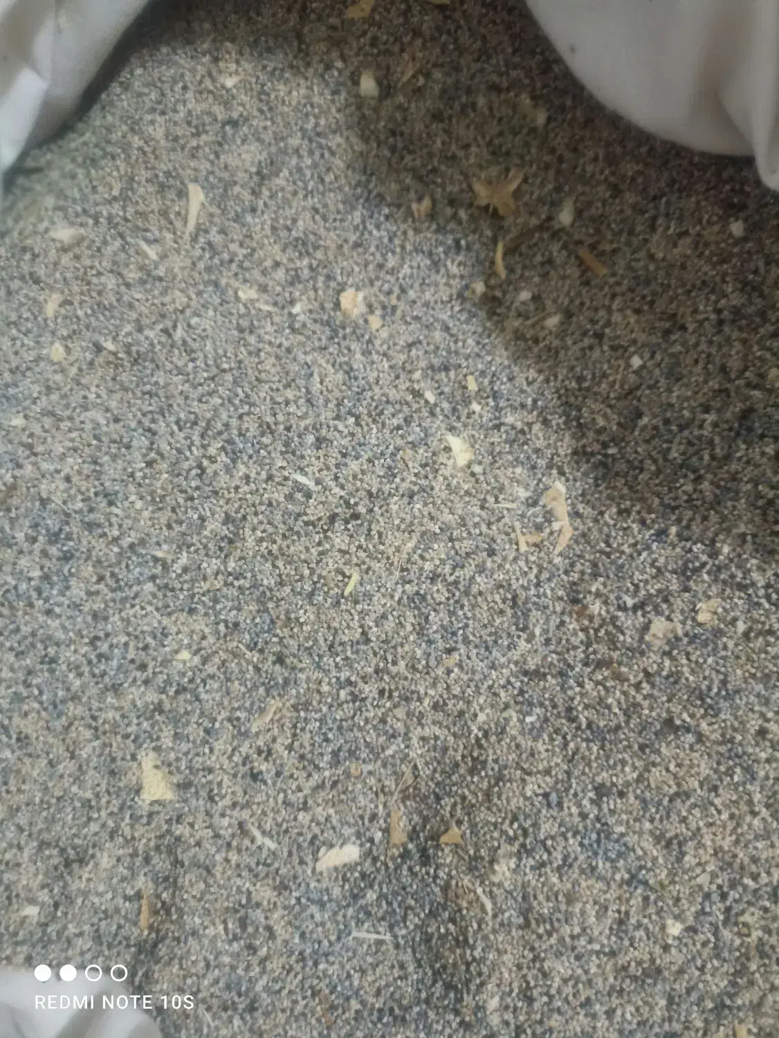 بذر گوجه ای سفید|گل و گیاه طبیعی|کوهدشت, |دیوار