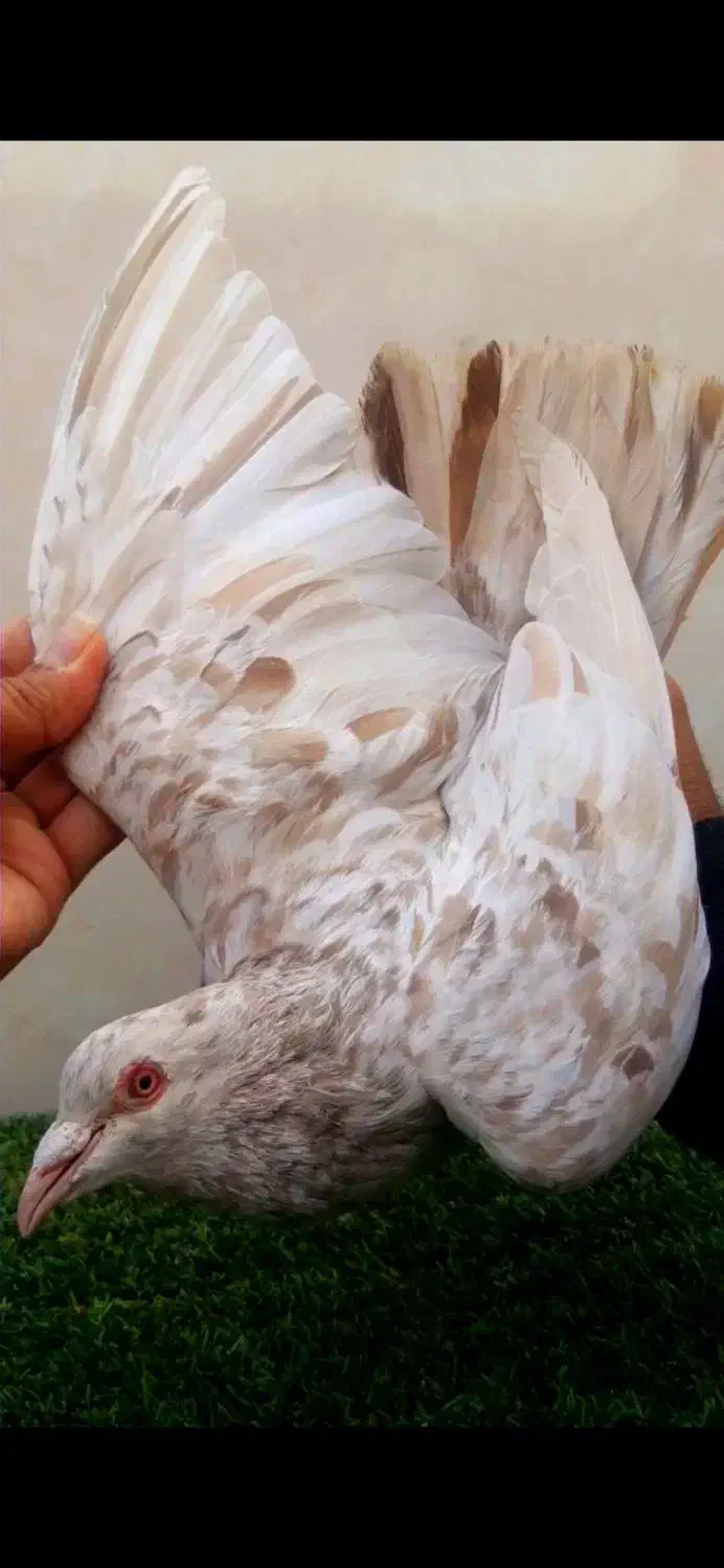 سار هفت‌ رنگ طلایی|پرنده|مشهد, ویلاشهر|دیوار