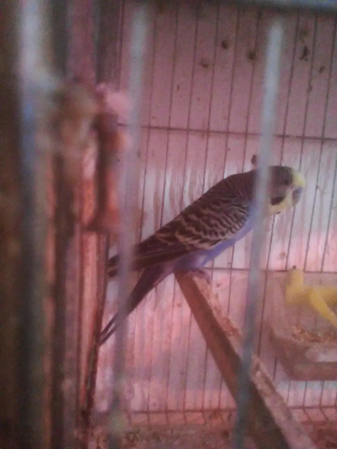 مرغ عشق با جوجه|پرنده|قائم‌شهر, |دیوار