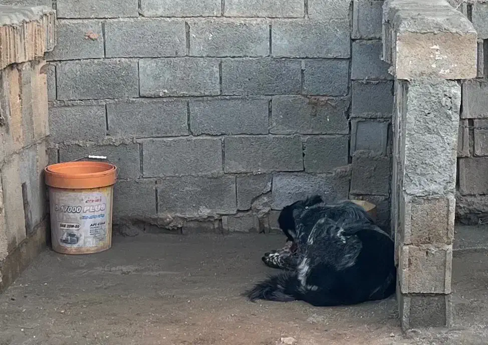 لاس قدرجونی اصیل گله ای آدمی توله بده به ضمانت|سگ|نی‌ریز, |دیوار