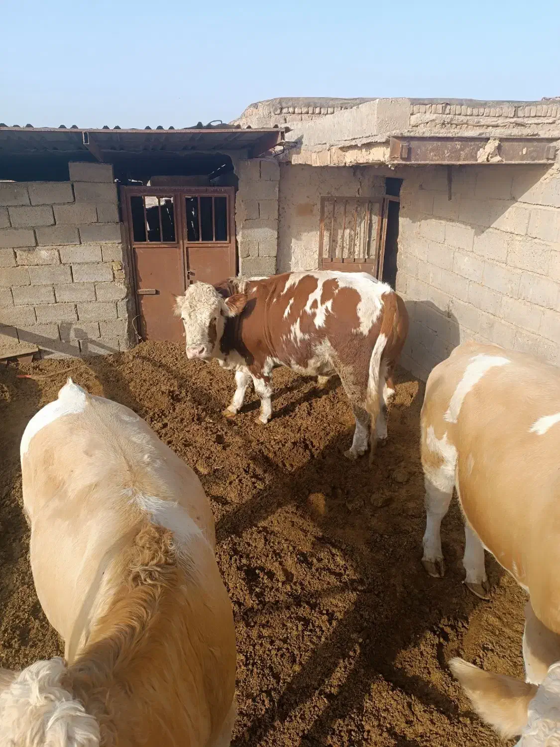گوساله|حیوانات مزرعه|سرخس, |دیوار