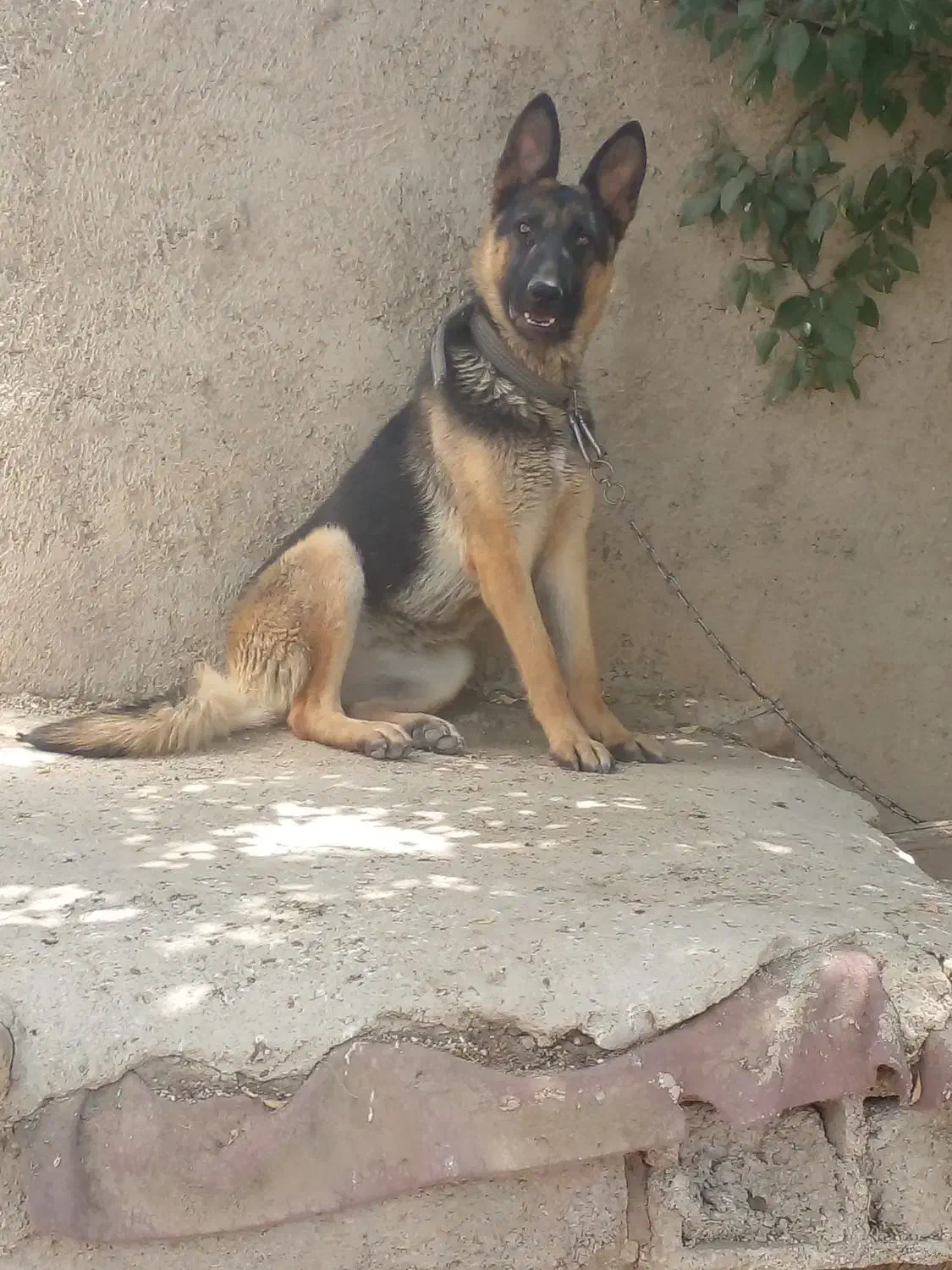 ژرمن شپرد|سگ|رزن, |دیوار