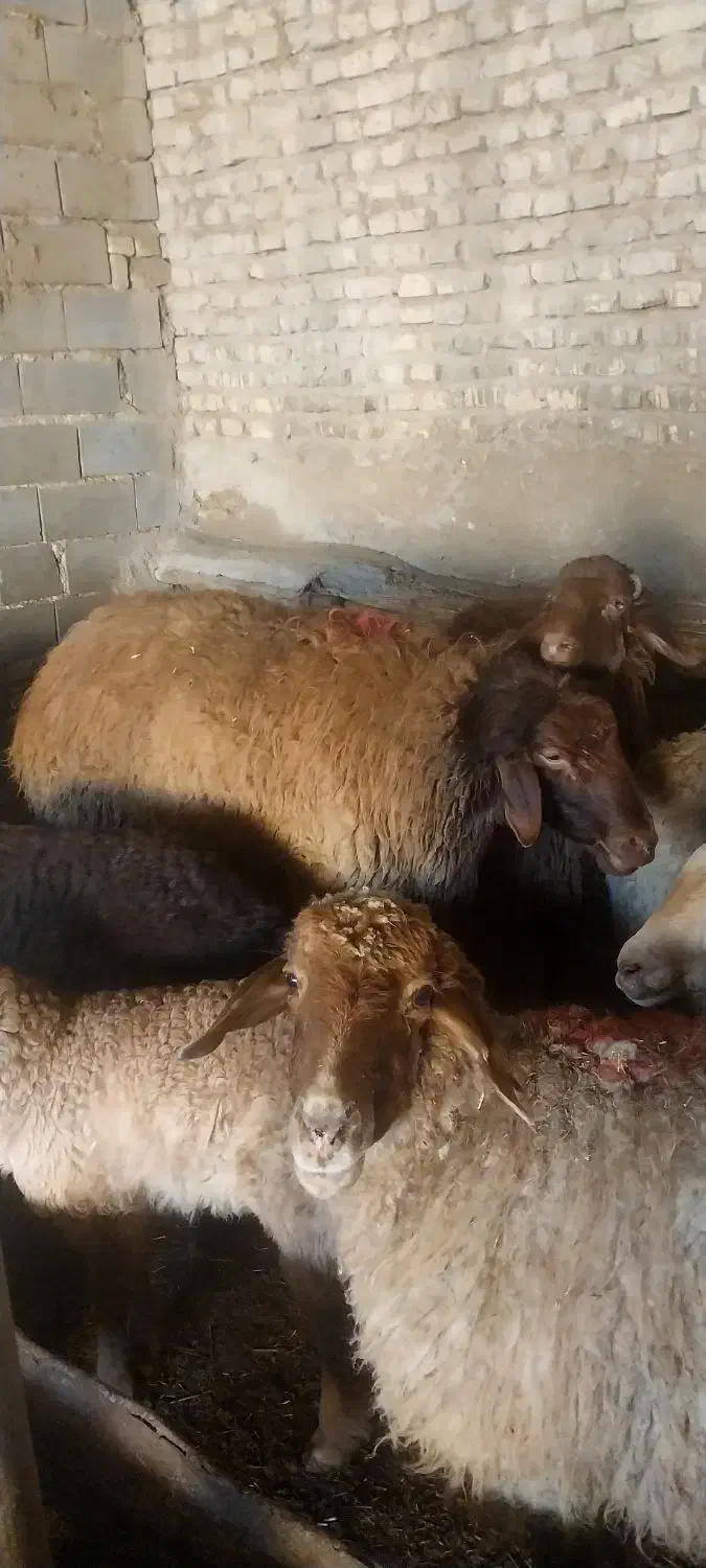 قوچ گوسفندی|حیوانات مزرعه|شیروان (خراسان), |دیوار