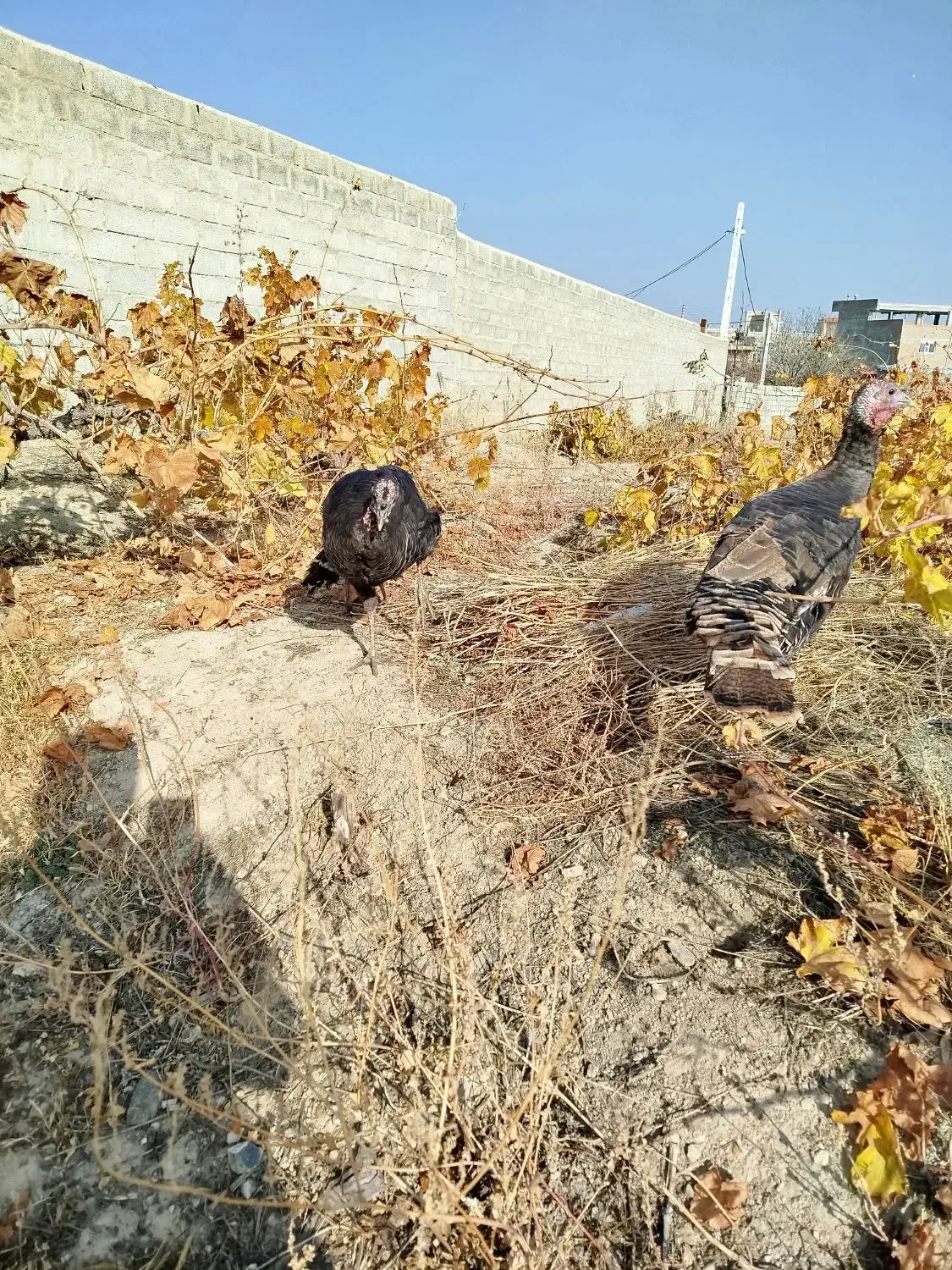 سه‌عددبوقلمون|حیوانات مزرعه|سلماس, |دیوار