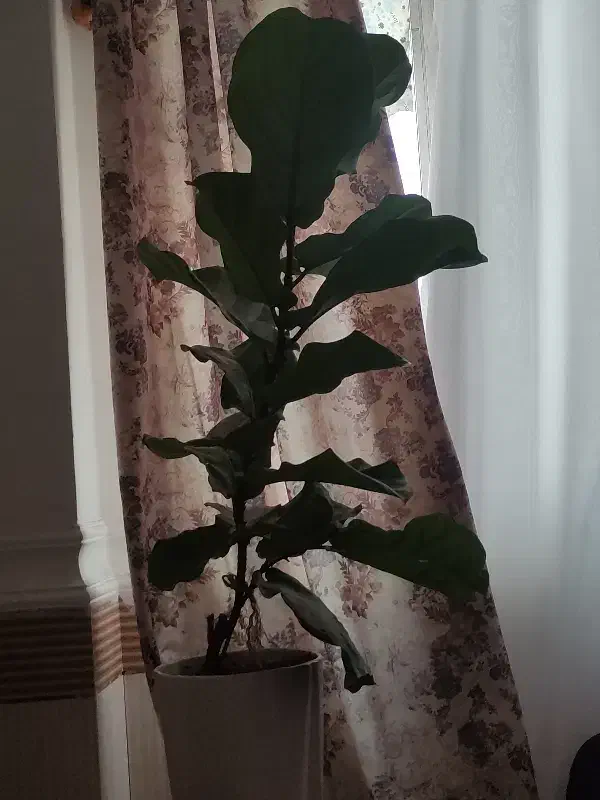 گل فیکوس|گل و گیاه طبیعی|بندرعباس, |دیوار