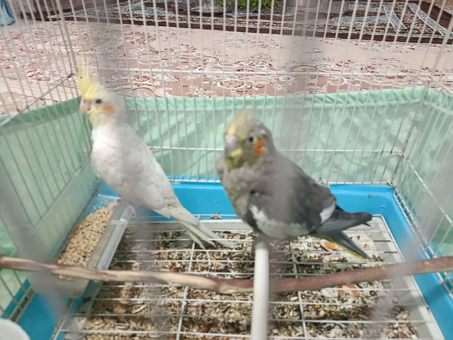 جفت عروس هلندی هر دو ۱۵۰۰۰۰۰ تومان ،|پرنده|زاهدان, |دیوار