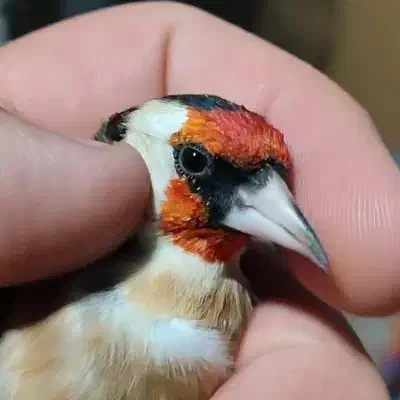 سهره|پرنده|نورآباد ممسنی, |دیوار