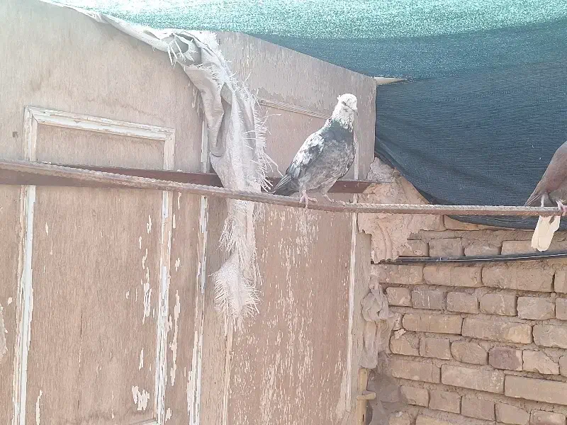 کفتر|پرنده|یزد, |دیوار