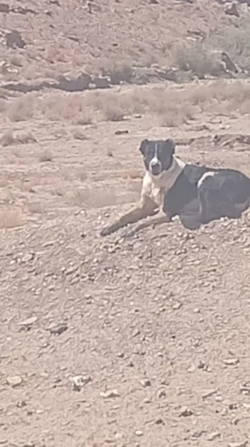 سگ گله|سگ|بیرجند, |دیوار