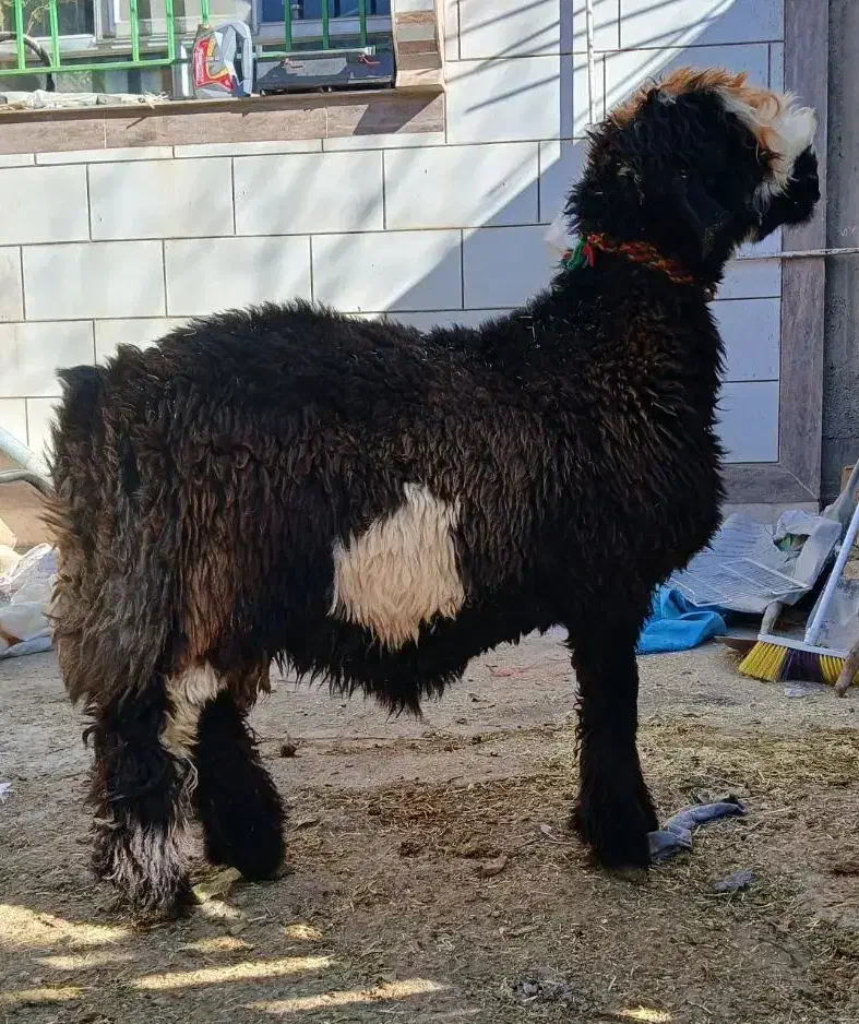 بره تخمی رگ دار|حیوانات مزرعه|کوهرنگ, |دیوار