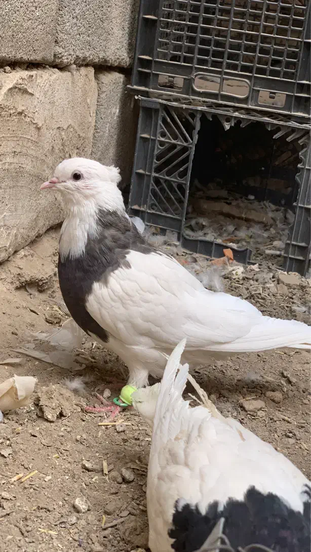 کفتر طوقی|پرنده|دهگلان, |دیوار