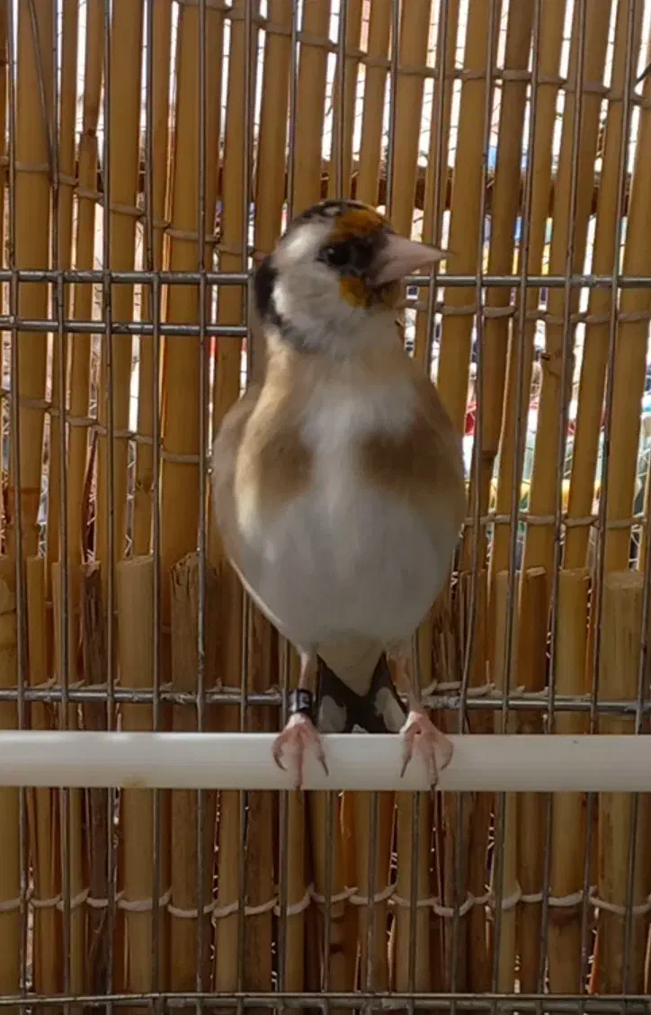 جفت سهره نر و ماده|پرنده|سنندج, |دیوار