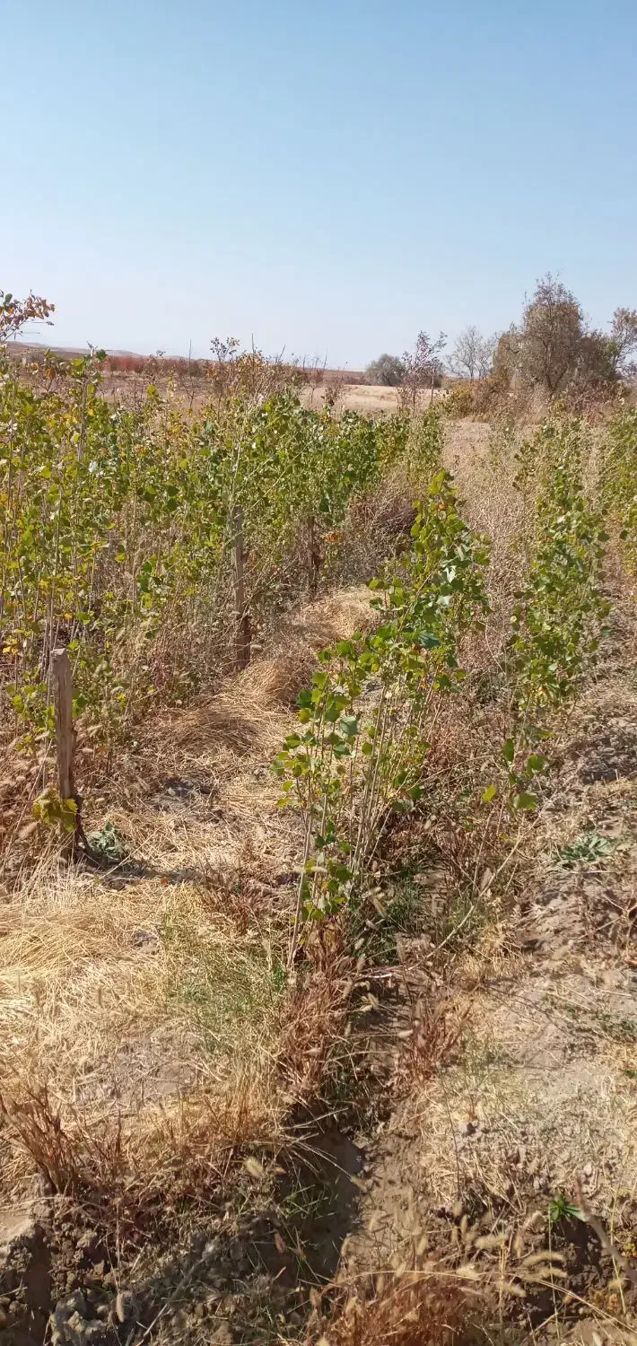 نهال صنوبر.کبوده|گل و گیاه طبیعی|بروجرد, |دیوار