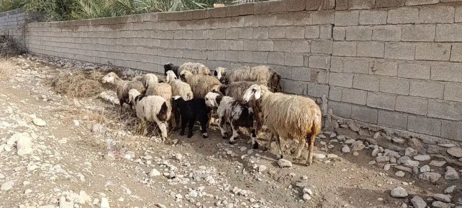 شیشک و میش بره دار و آبستن گلون|حیوانات مزرعه|جره و بالاده, |دیوار