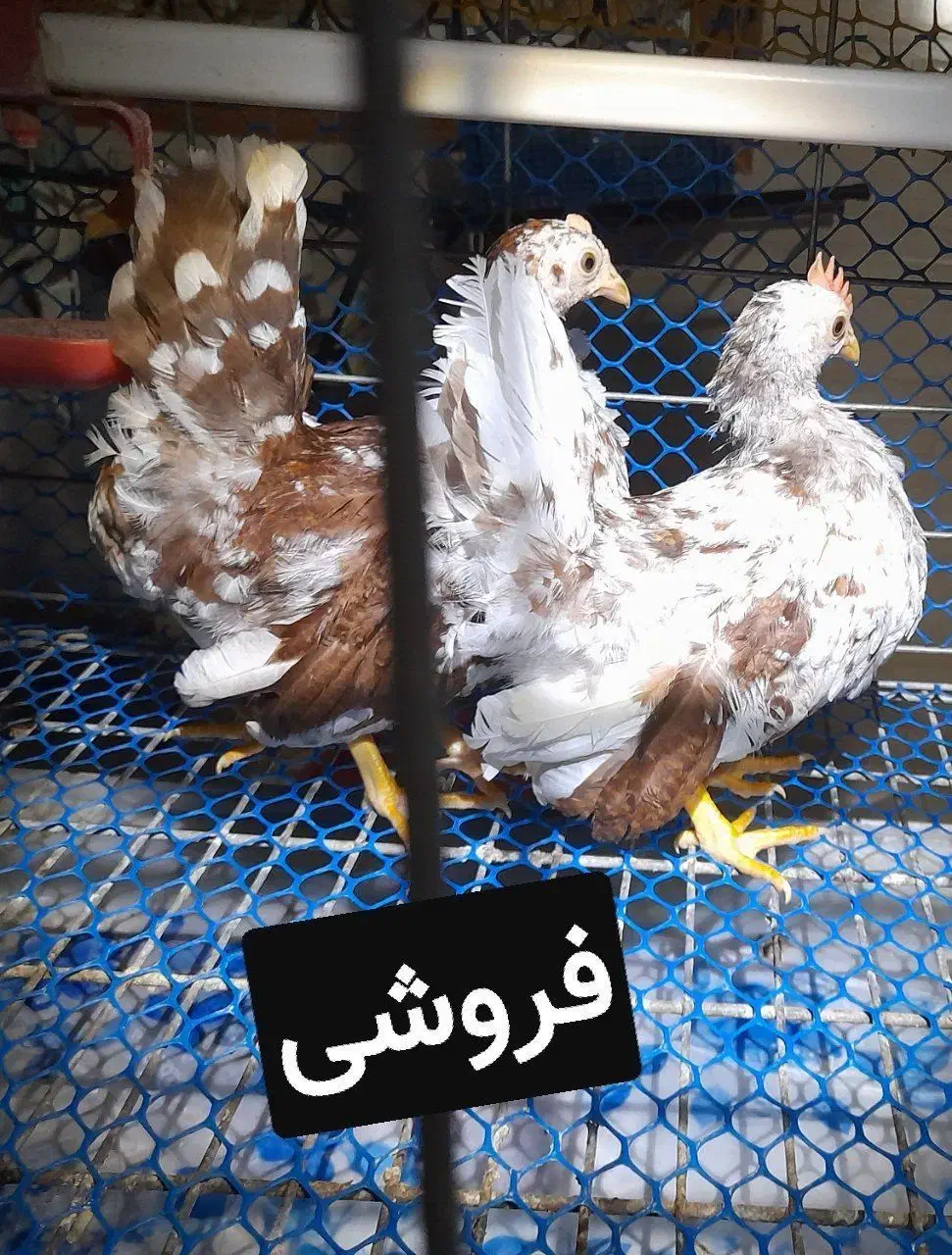 فروش ۳عددجاپنیز پورسلند فول کیفیت نزدیک بالغ|حیوانات مزرعه|زرگرشهر, |دیوار