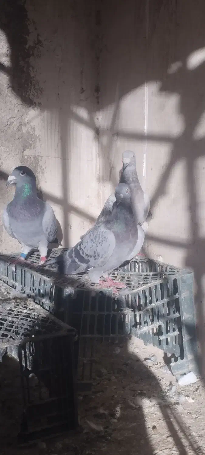 کفتر کبوتر مسافتی همون کیلومتری|پرنده|سراوان, |دیوار