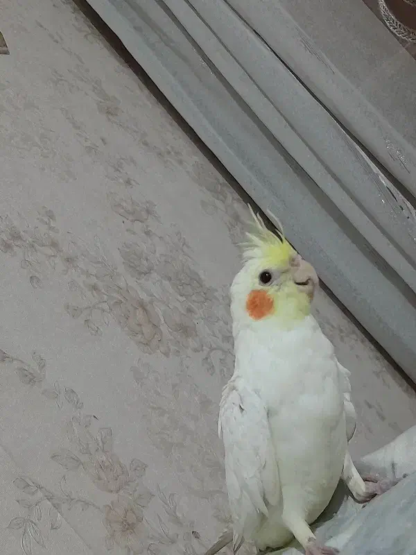 عروس هلندی ۶۰۰ تومن|پرنده|خمین, |دیوار