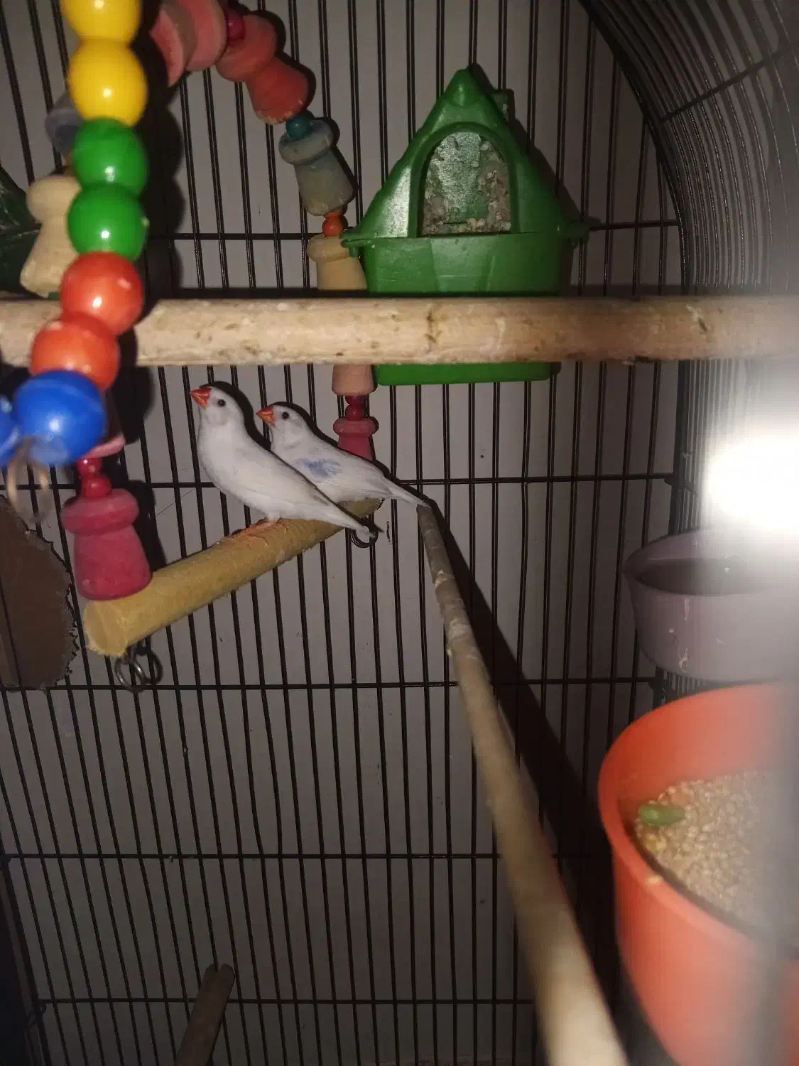 عروس هلندی ،فنچ|پرنده|ماهدشت, |دیوار