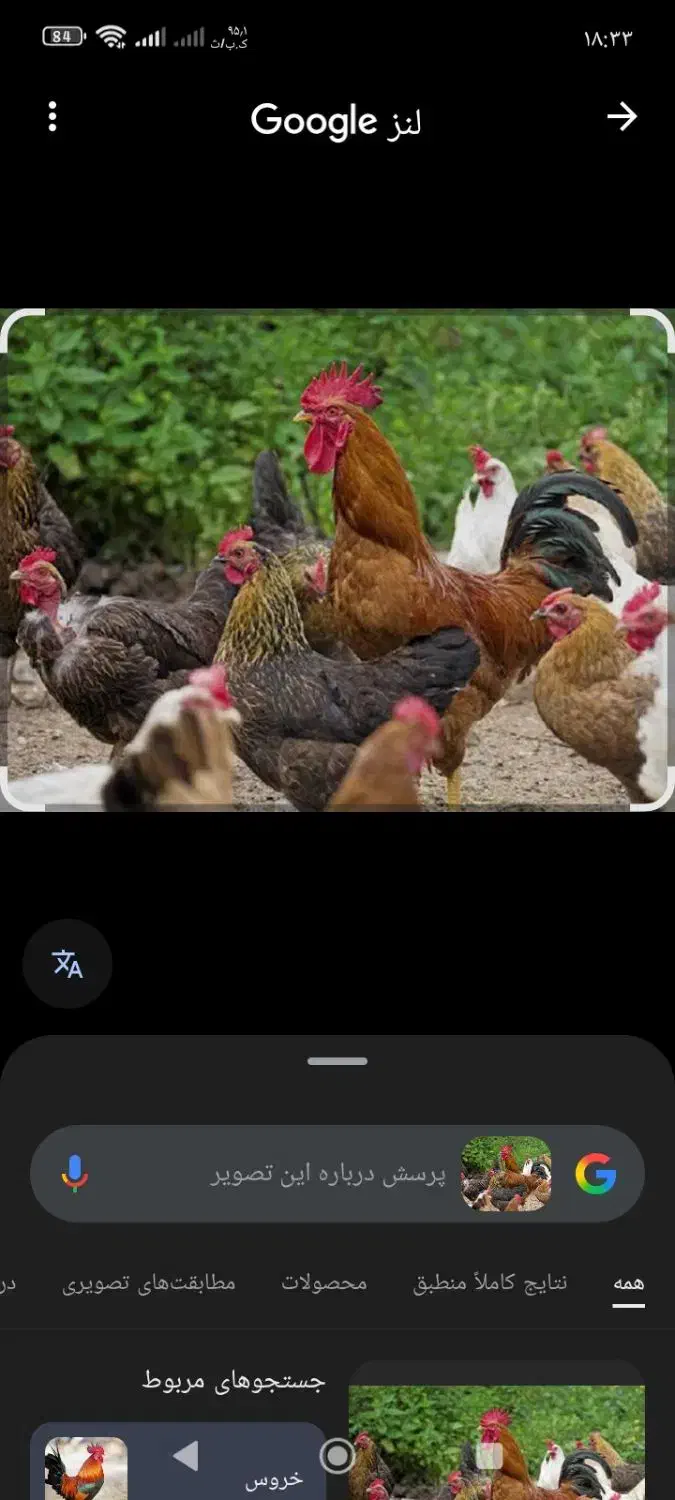 مرغ و خروس|حیوانات مزرعه|زرین دشت (همدان), |دیوار