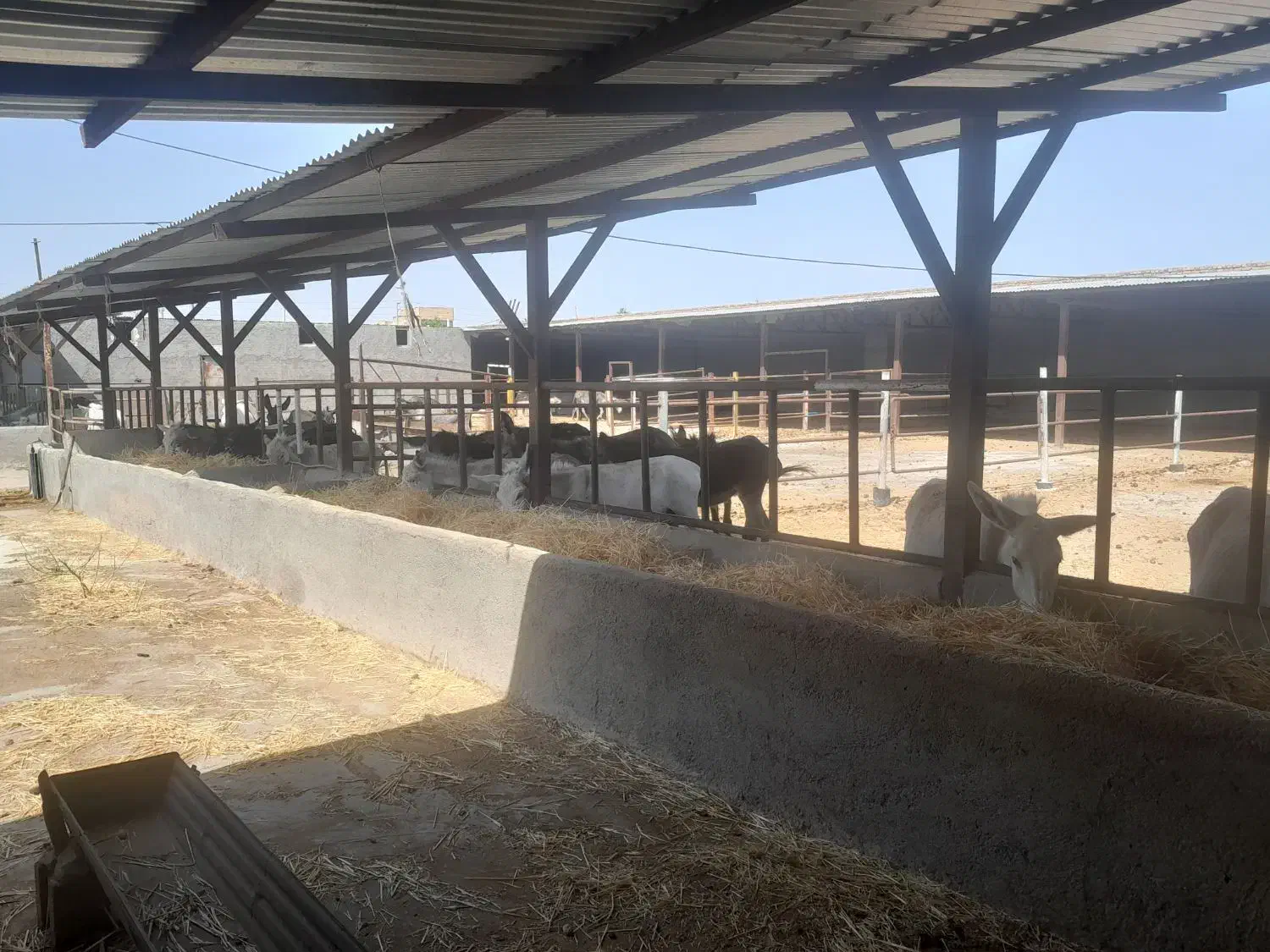 شیر الاغ شیرالاغ|خوردنی و آشامیدنی|مشهد, انقلاب|دیوار