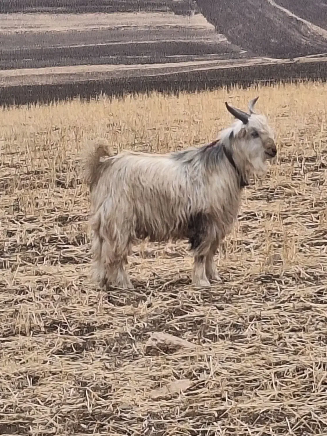 یک بزغاله بختیاری|حیوانات مزرعه|کرمانشاه, |دیوار