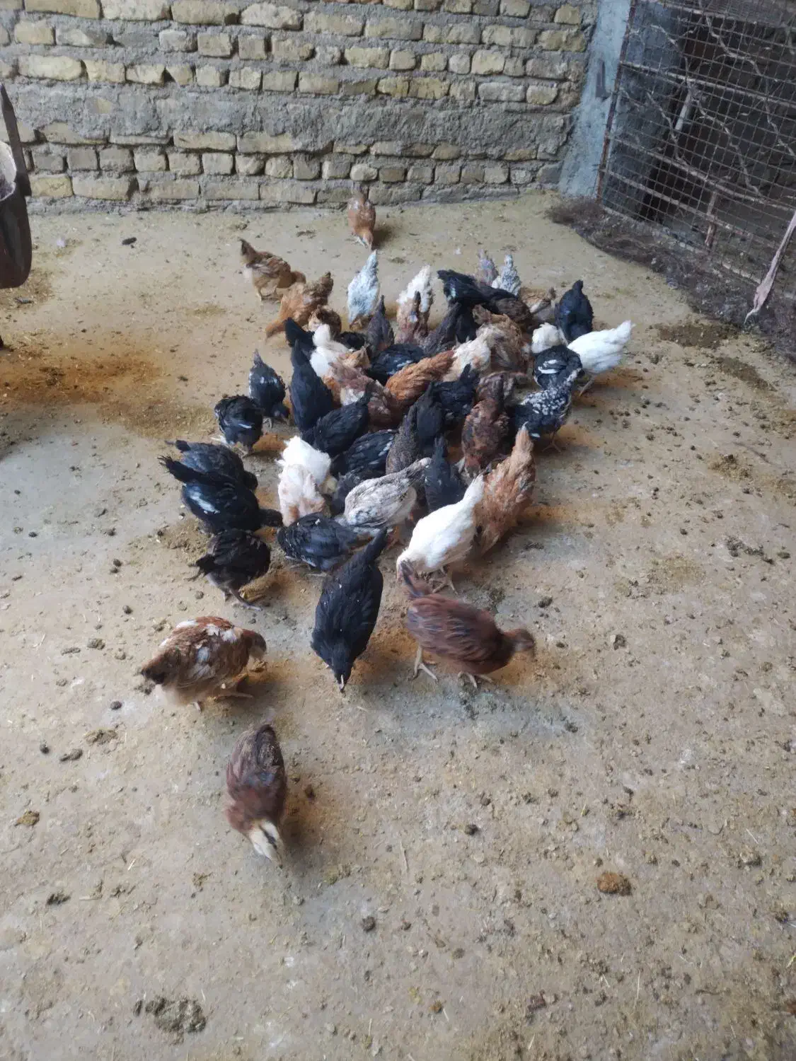 جوجه مرغ واکسن زده سرحال|حیوانات مزرعه|رشتخوار, |دیوار