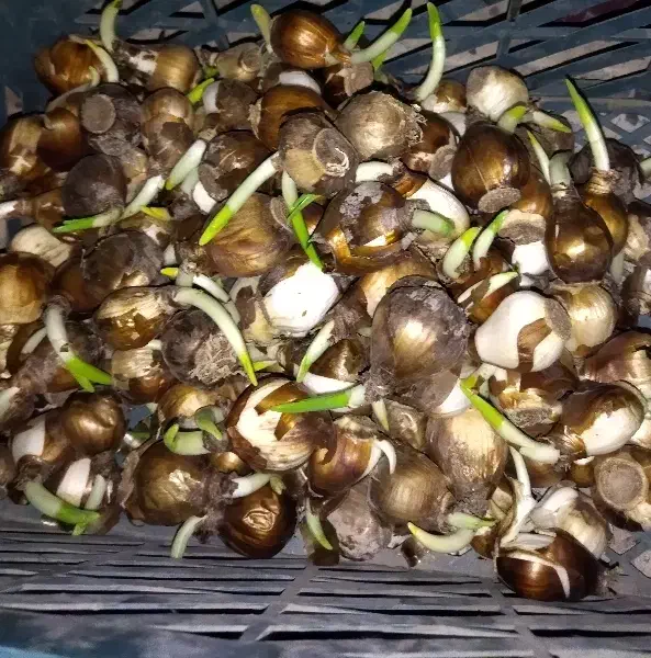 پیاز گل‌ نرگس‌|گل و گیاه طبیعی|تهران, چهارصد دستگاه|دیوار