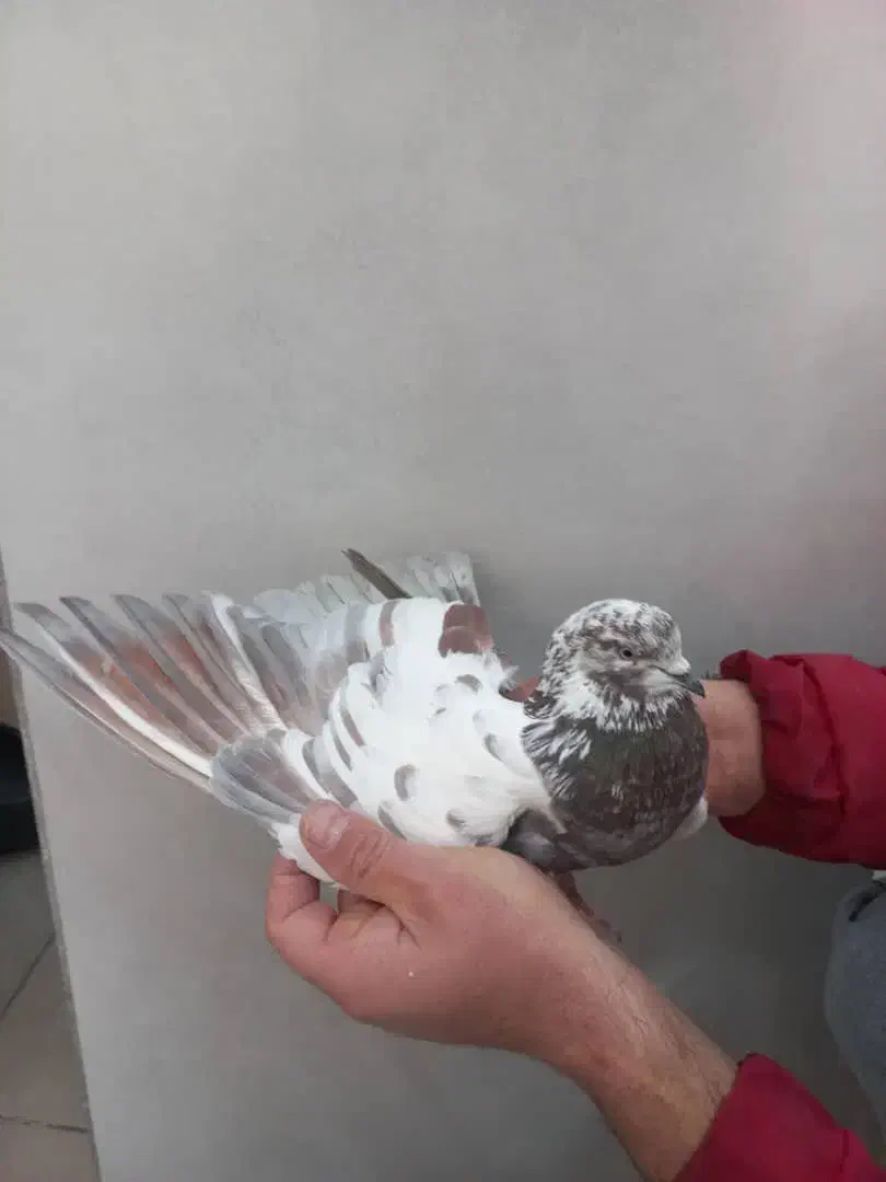 کفتر|پرنده|تهران, یاخجی آباد|دیوار